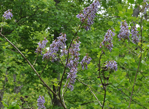 image of Paulownia tomentosa, Princess Tree, Empress Tree, Royal Paulownia