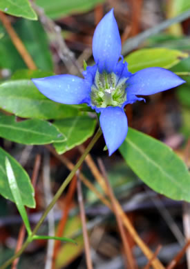 image of Gentiana autumnalis, Pinebarren Gentian, Autumn Gentian