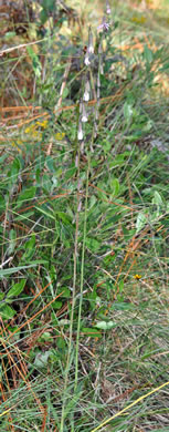 image of Nabalus autumnalis, Slender Rattlesnake-root, One-sided Rattlesnake-root