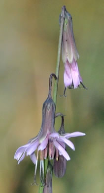 image of Nabalus autumnalis, Slender Rattlesnake-root, One-sided Rattlesnake-root