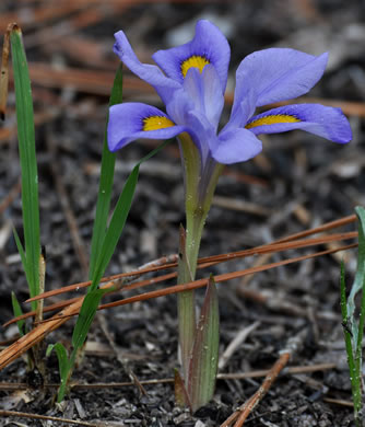 image of Iris verna var. verna, Coastal Plain Dwarf Iris, Sandhill Iris, Coastal Plain Violet Iris