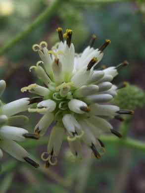 image of Verbesina walteri, Walter's Wingstem, Carolina Crownbeard, Walter's Crownbeard