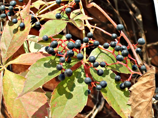 image of Parthenocissus quinquefolia, Virginia Creeper