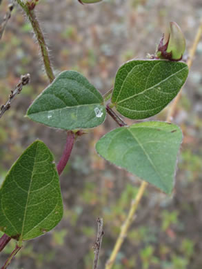 image of Strophostyles helvola, Annual Sand Bean, Beach Pea, Trailing Wild Bean, Trailing Fuzzy-Bean