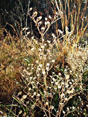 image of Trichostema dichotomum, Common Blue Curls, Forked Blue Curls