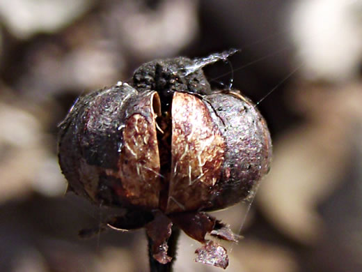 image of Chimaphila maculata, Pipsissewa, Striped Wintergreen, Rat's Bane