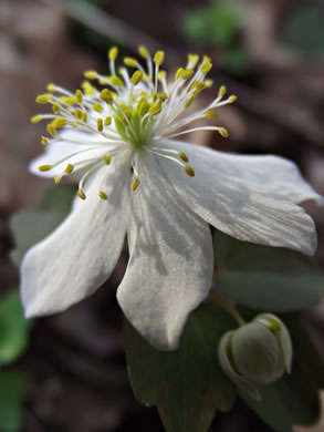 image of Thalictrum thalictroides, Windflower, Rue-anemone