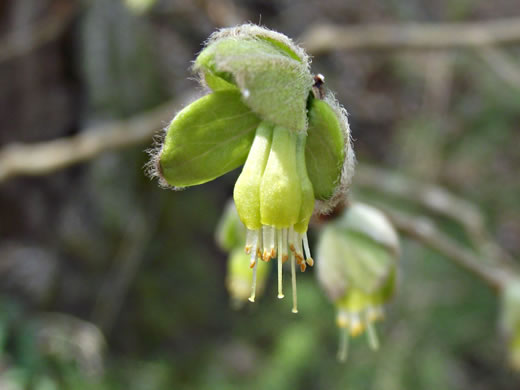 image of Dirca palustris, Eastern Leatherwood, Leatherbark, Wicopee, Rope-bark