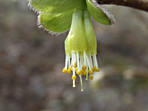 image of Dirca palustris, Eastern Leatherwood, Leatherbark, Wicopee, Rope-bark