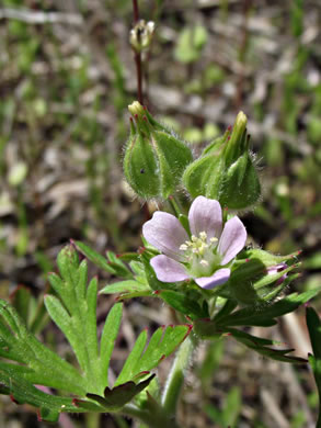 image of Geranium carolinianum, Carolina Cranesbill