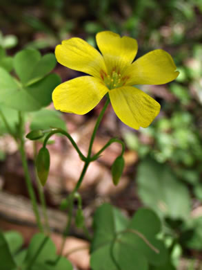 image of Oxalis colorea, Small's wood-sorrel, Tufted Yellow Wood-sorrel, (NOT Sadie Price’s Yellow Wood-sorrel)