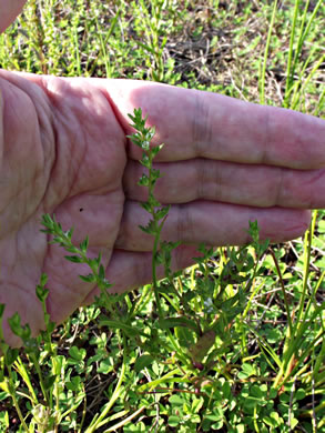 image of Veronica peregrina var. peregrina, Purslane Speedwell, Neckweed, Necklace-weed