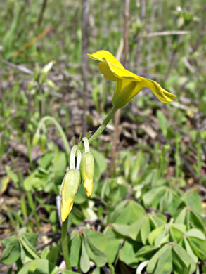 image of Oxalis stricta, Common Yellow Wood-sorrel