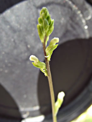 image of Linaria canadensis, Oldfield Toadflax, Common Toadflax, Canada Toadflax