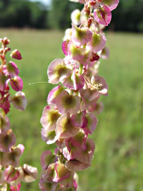 image of Acetosa hastatula, Wild Dock, Heartwing Dock, Sourgrass, Heartwing Sorrel