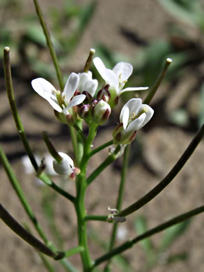 image of Cardamine pensylvanica, Pennsylvania Bittercress, Quaker Bittercress