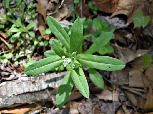 image of Myosotis verna, Spring Forget-me-not, Early Forget-me-not, Early Scorpion-grass