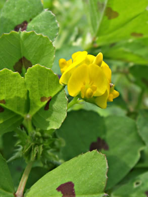 image of Medicago arabica, Spotted Medick, Spotted Bur-clover