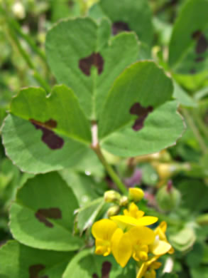 Medicago arabica, Spotted Medick, Spotted Bur-clover