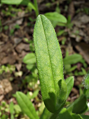 image of Myosotis verna, Spring Forget-me-not, Early Forget-me-not, Early Scorpion-grass