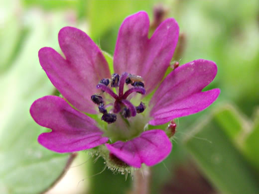 image of Geranium molle, Dove's-foot Cranesbill