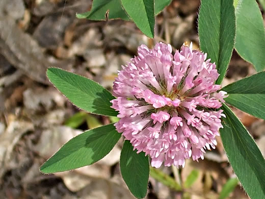 image of Trifolium pratense, Red Clover