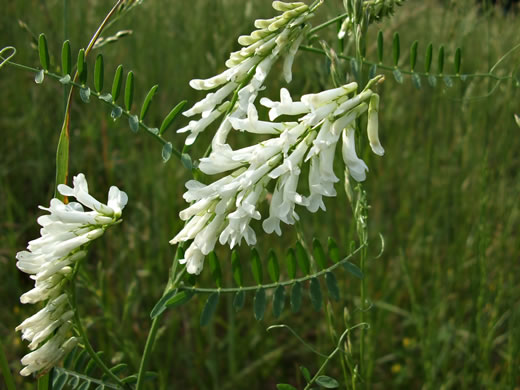 image of Vicia villosa ssp. varia, Smooth Vetch, Winter Vetch