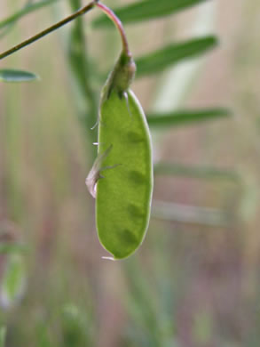 image of Vicia tetrasperma, Slender Vetch, Smooth Tare, Lentil Vetch, Sparrow Vetch