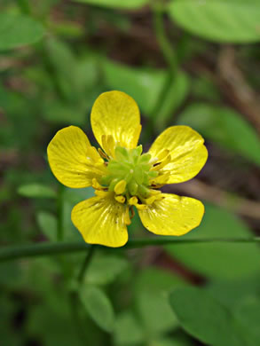 image of Ranunculus bulbosus, Bulbous Buttercup