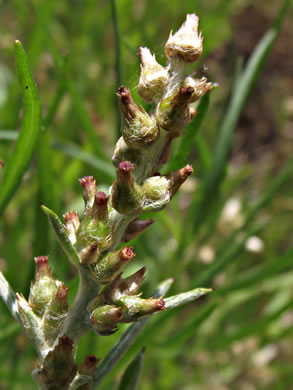 image of Gamochaeta purpurea, Spoonleaf Purple Everlasting, Purple Cudweed