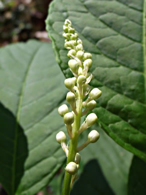 image of Phytolacca americana, Common Pokeweed, Poke