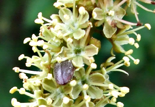 image of Gleditsia triacanthos, Honey Locust