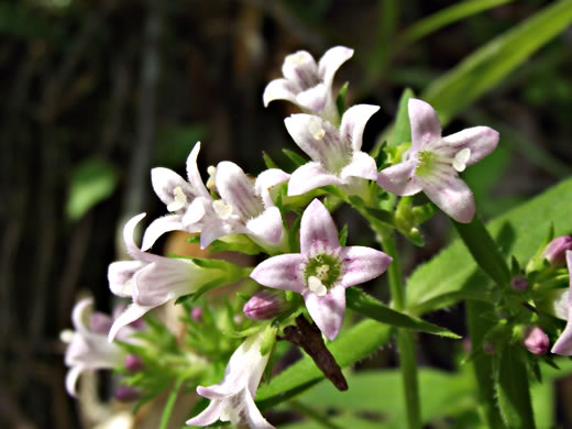 image of Houstonia longifolia var. compacta, Eastern Longleaf Bluet