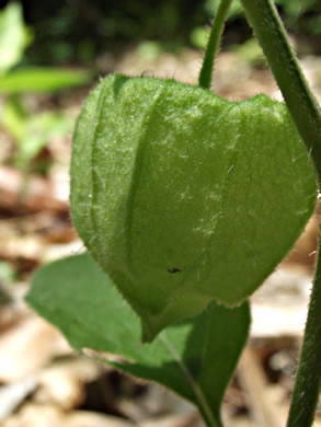 image of Physalis virginiana, Virginia Ground-cherry