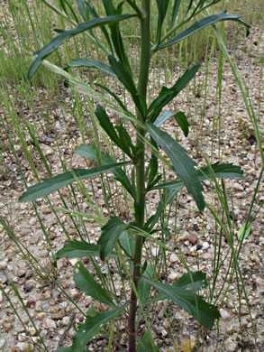 image of Lepidium virginicum var. virginicum, Poor Man's Pepper, Peppergrass