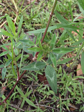 image of Trifolium vesiculosum, Arrowleaf Clover