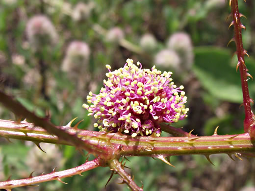 image of Mimosa microphylla, Littleleaf Sensitive-briar, Eastern Sensitive-briar