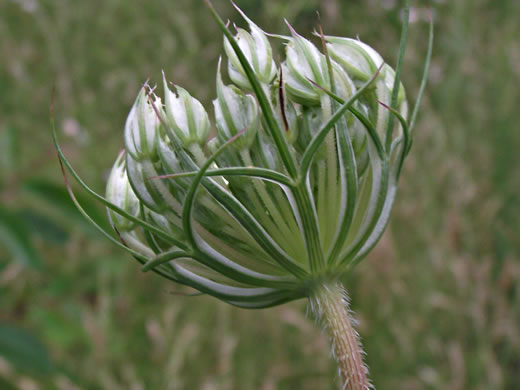 involucral bracts