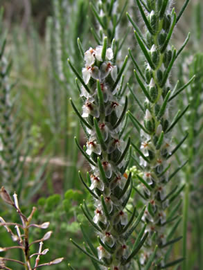 image of Plantago aristata, Bracted Plantain, Large-bracted Plantain, Buckhorn Plantain