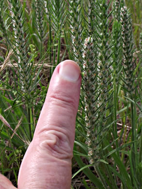 image of Plantago aristata, Bracted Plantain, Large-bracted Plantain, Buckhorn Plantain