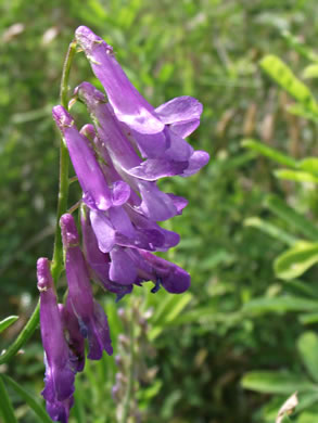 image of Vicia villosa ssp. varia, Smooth Vetch, Winter Vetch