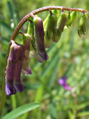 image of Vicia villosa ssp. varia, Smooth Vetch, Winter Vetch