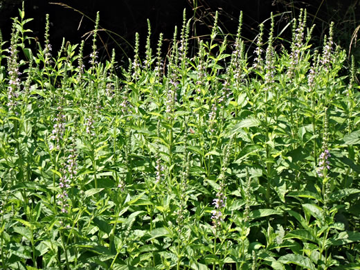 image of Teucrium canadense var. canadense, American Germander, Wood Sage, Common Germander