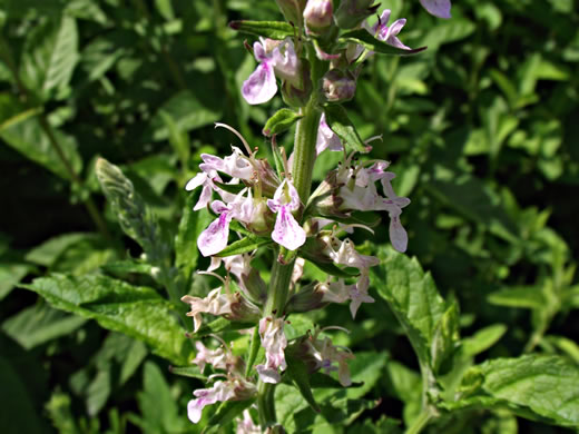 image of Teucrium canadense var. canadense, American Germander, Wood Sage, Common Germander