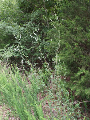 image of Melilotus albus, White Sweetclover, White Melilot