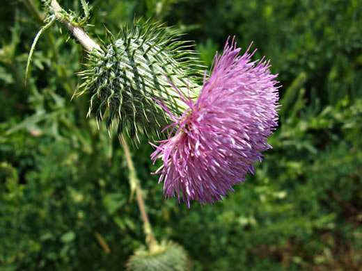 Cirsium vulgare, Bull Thistle