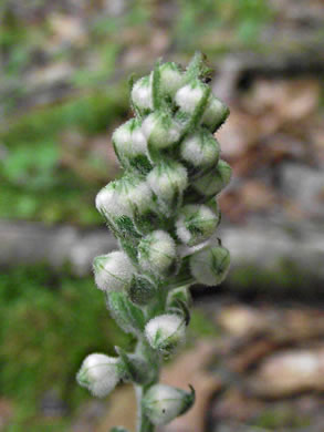 image of Goodyera pubescens, Downy Rattlesnake-orchid, Downy Rattlesnake-plantain