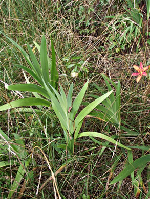 image of Iris domestica, Blackberry-lily, Leopard-lily