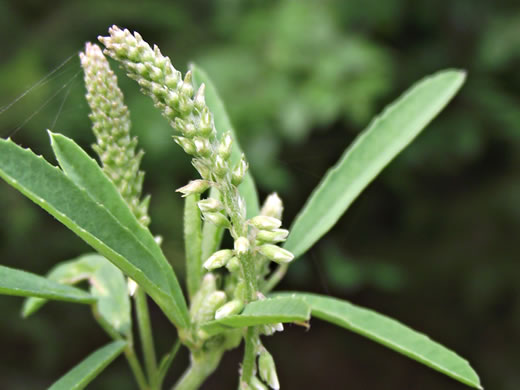 image of Melilotus albus, White Sweetclover, White Melilot