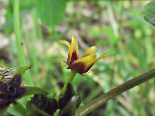 image of Gonolobus suberosus var. suberosus, Eastern Anglepod